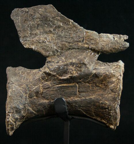 Diplodocus Caudal Vertebra - Dana Quarry #10152